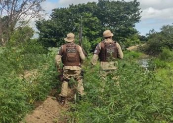 PM erradica plantação com 4,7 mil pés de maconha em Ilha do São Francisco no norte da Bahia