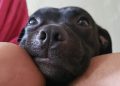 Alerta de atenção ao pet no período de São João