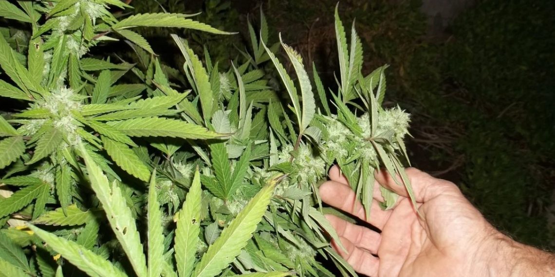 Cultivo de maconha para fins medicinais é liberado no Brasil