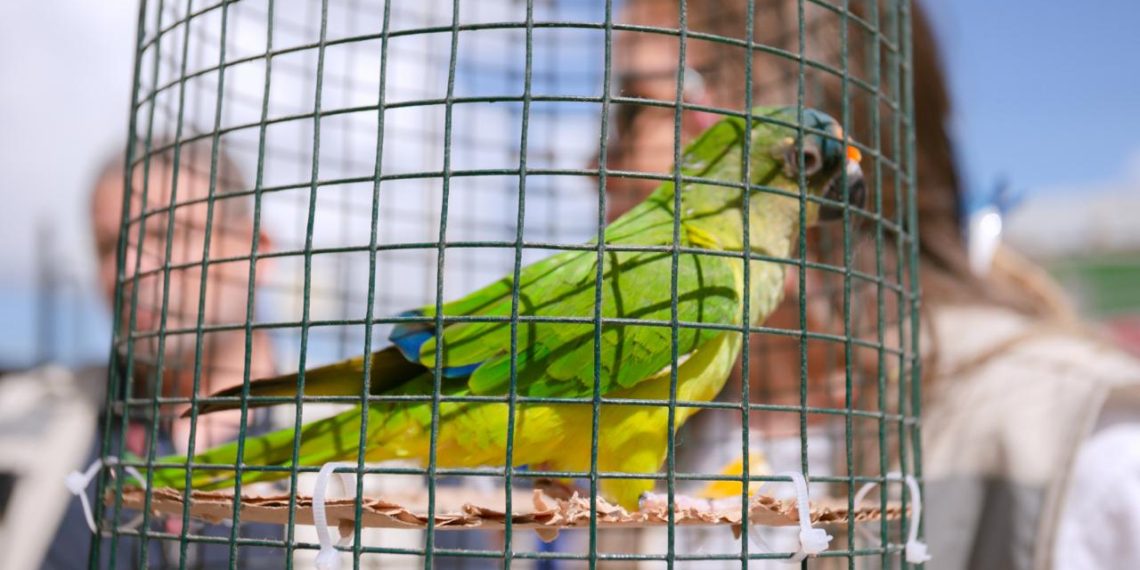 Entrega voluntária de aves silvestres reforça ações de proteção à fauna em Lauro de Freitas