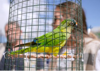 Entrega voluntária de aves silvestres reforça ações de proteção à fauna em Lauro de Freitas