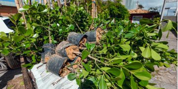 Arboriza Lauro leva plantio de árvores e nova infraestrutura ecológica à Praça Dodô e Osmar no sábado (22/8)