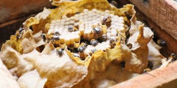 Mata de São João e Bracell promovem oficina de divisão de enxames para fortalecer a meliponicultura local