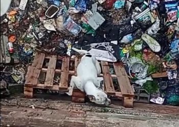 SPDA busca cão em situação de risco em Itinga e pede ajuda da população para identificar local